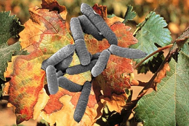 img_1340 xylella.jpg